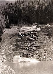 Einwässern des Holzes am Marbach Lagerplatz ca. 1961
